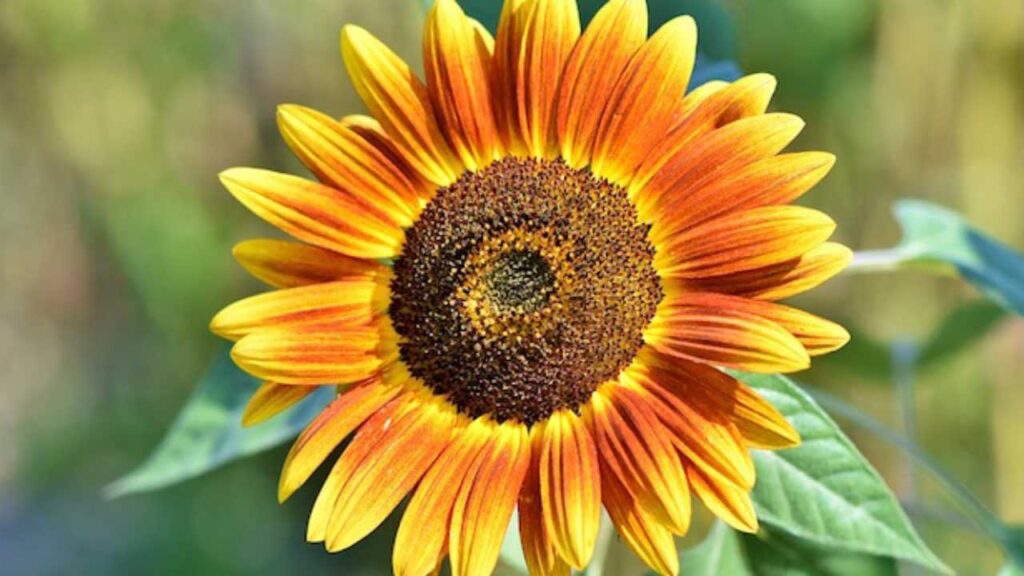 Il significato dei Girasoli - Articoli da